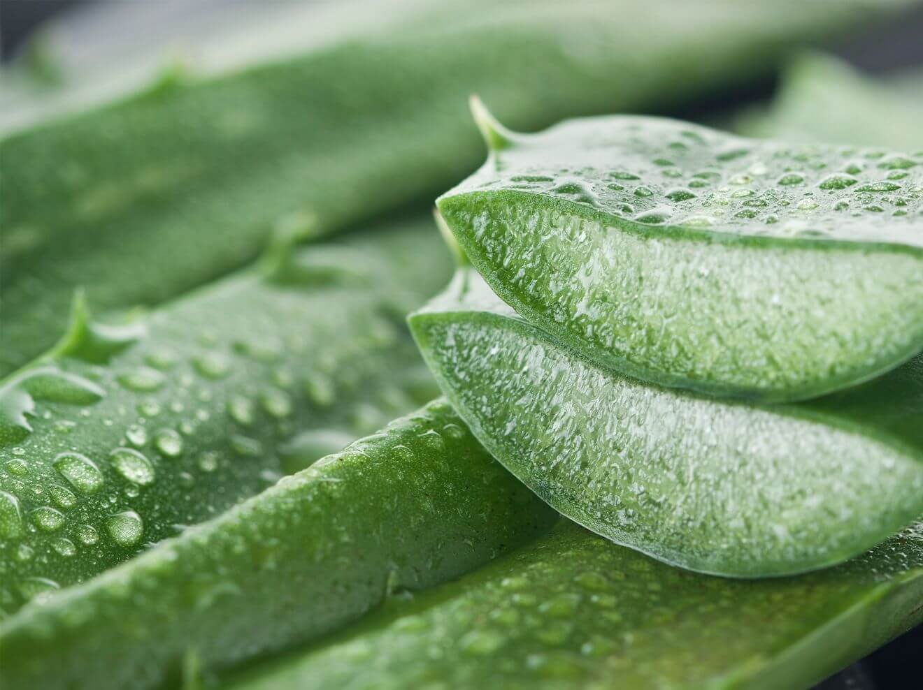 Alleskönner Aloe Vera_ So nutzt du sie richtig _ Wunderweib (1)